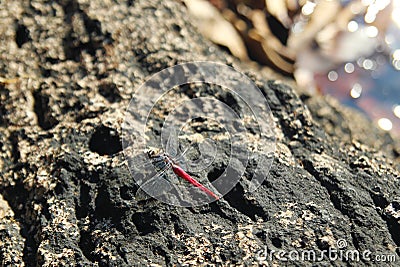 The pink dragonfly with transparent wings on the black stones near the waterfall. Stock Photo