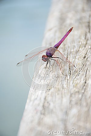 Pink dragonfly on wood. animal background Stock Photo