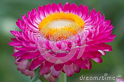 Pink dried Helichrysum Stock Photo