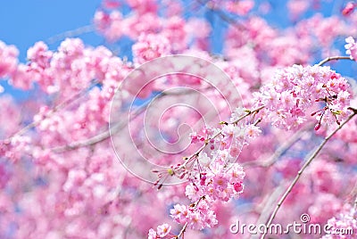 Pink drooping cherry blossoms Stock Photo