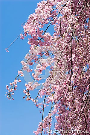 Pink drooping cherry blossoms Stock Photo