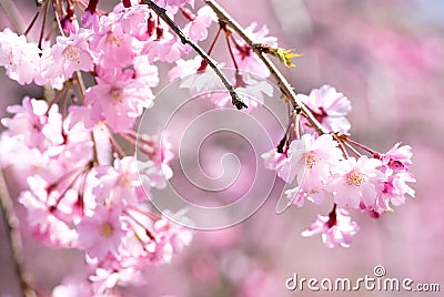 Pink drooping cherry blossoms Stock Photo