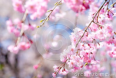 Pink drooping cherry blossoms Stock Photo