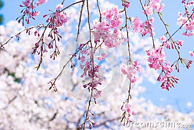 Pink drooping cherry blossoms Stock Photo