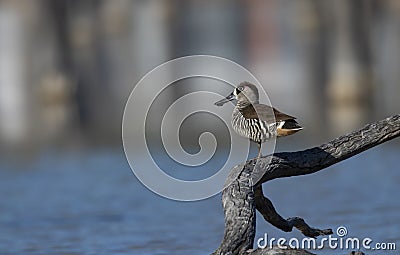 Pink eared duck in outback billabong wetland Stock Photo