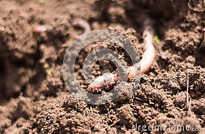 Pink earthworm in moist loamy soil,close-up Stock Photo