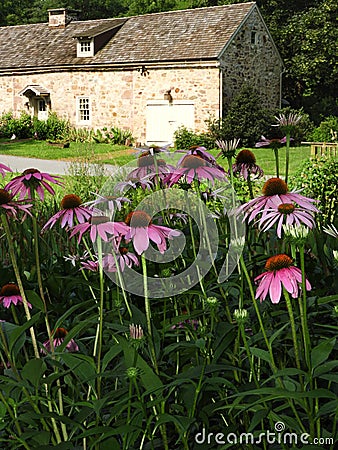 Pink echinacea flowers in foreground of colonial stone building Editorial Stock Photo