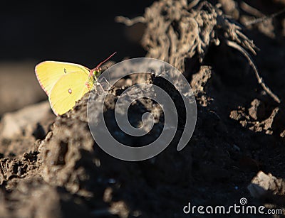 Pink-edged Sulphur Butterfly Resting on Dirt Stock Photo