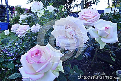 Pink edged white roses growing in home rose garden Stock Photo