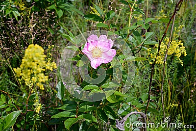 Pink Eglantine Flower Stock Photo