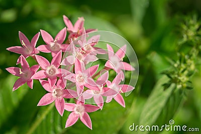 Pentas Lanceolata flower cluster Stock Photo