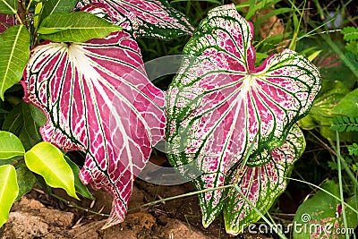 Pink Elephant ear (Caladium candidum) leaves and green veins. Stock Photo