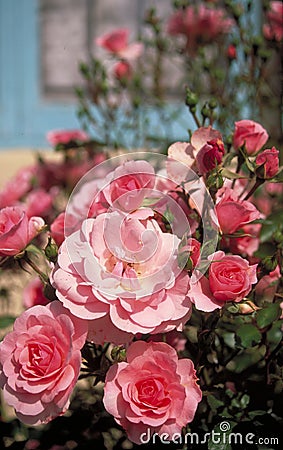 Pink English roses and blue building Stock Photo