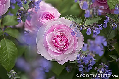 Pink English Roses with Purple Nepeta Stock Photo