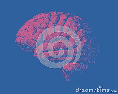 Pink engraving brain side view illustration with on blue BG Vector Illustration