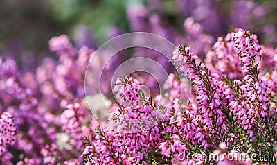 Pink Erica carnea flowers winter Heath in the garden in early spring Stock Photo