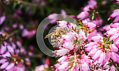 Pink Erica Carnea flowers Winter Hit and a working bee in a spring garden Stock Photo