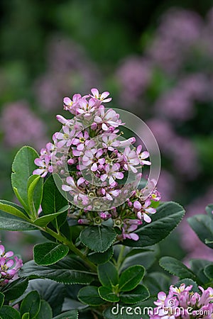 Pink Escallonia laevis Pink Elle, pink flowering evergreen Stock Photo