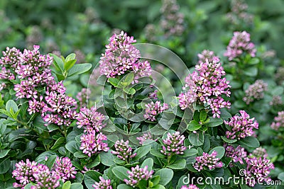 Pink Escallonia laevis Pink Elle, pink flowering shrub Stock Photo