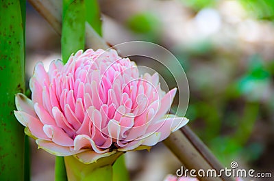 Pink etlingera elatior flower Stock Photo