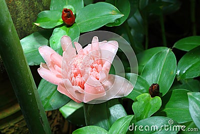 Pink Etlingera Elatior (Jack) R.M. Smith in the fo Stock Photo