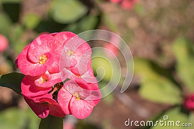 Pink euphorbia milii flower Stock Photo