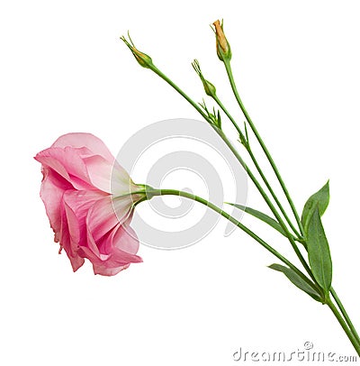 Pink eustoma flower Stock Photo