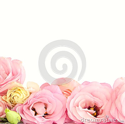 Pink Eustoma Flowers Border - isolated Stock Photo