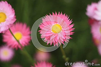 A pink everlasting flower in focus Stock Photo