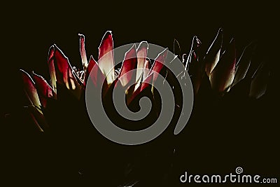 Pink exotic King protea flower macro still detail of petals isolated on a solid black background Stock Photo