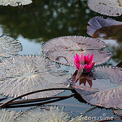 Pink exotic water lily in tropical pond Tobago square Stock Photo