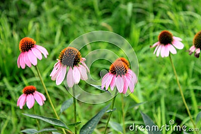 Pink Fall aster sunflower with a wasp Stock Photo