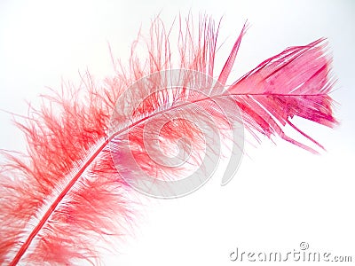 Pink Feather 2 Stock Photo