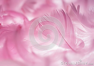 Pink Feather Stock Photo
