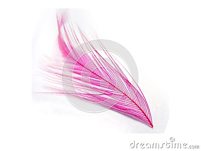Pink feather Stock Photo
