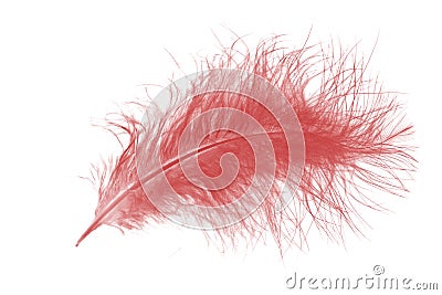 Pink feather Stock Photo