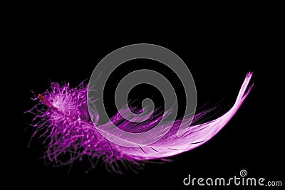 Pink feather Stock Photo