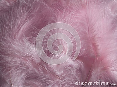 Pink feathers Stock Photo