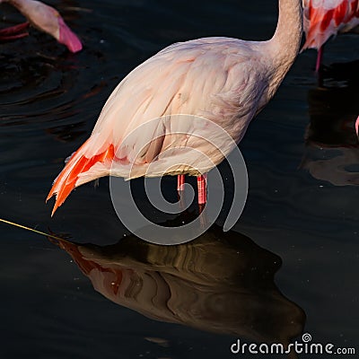 Pink feathers on a great flamingo on a lake Stock Photo