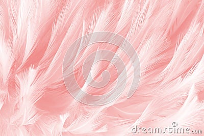 Pink feathers line texture background Stock Photo