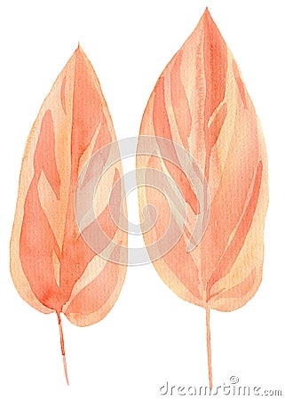 Pink Ficus leaves, set of drawings of dry plants on a white background, watercolor illustration in boho style Cartoon Illustration