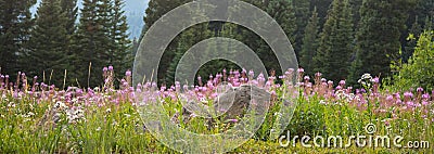 Pink Fireweed Against Pine Trees In Meadow Stock Photo