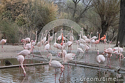 Pink flamingos walking and drinking water Stock Photo