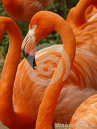 Pink Flamingo Stock Photo