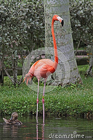 Pink Flamingo Stock Photo