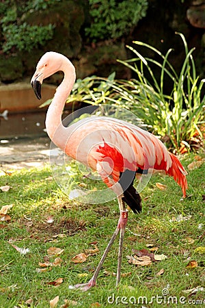 Pink Flamingo Stock Photo