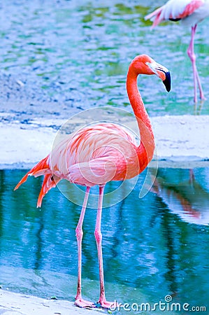 Pink Flamingo Royalty Free  Stock Photo Image 5089865