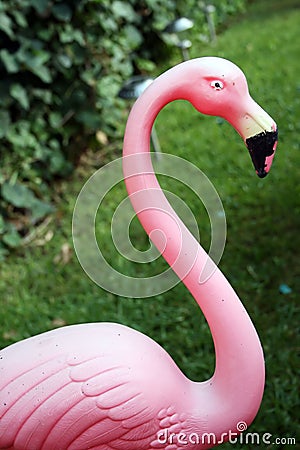 Pink Flamingo Stock Photo