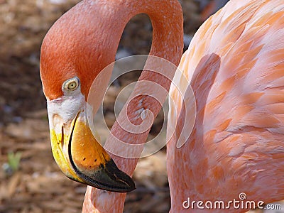 Pink Flamingo Stock Photo