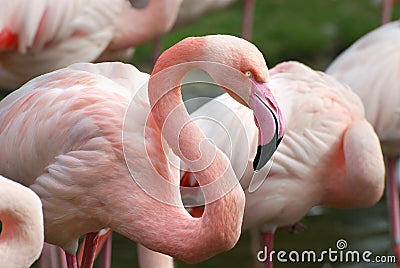 Pink flamingo Stock Photo